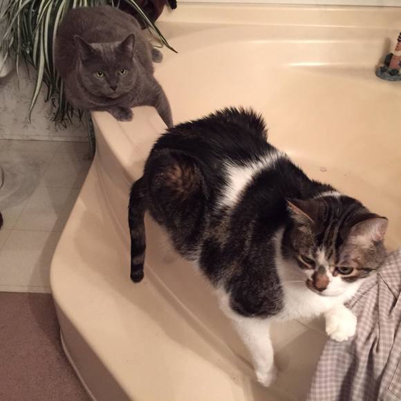 Meet your Posher, Lori - Picture 1 of 1